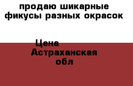 продаю шикарные фикусы разных окрасок › Цена ­ 1 000 - Астраханская обл.  »    